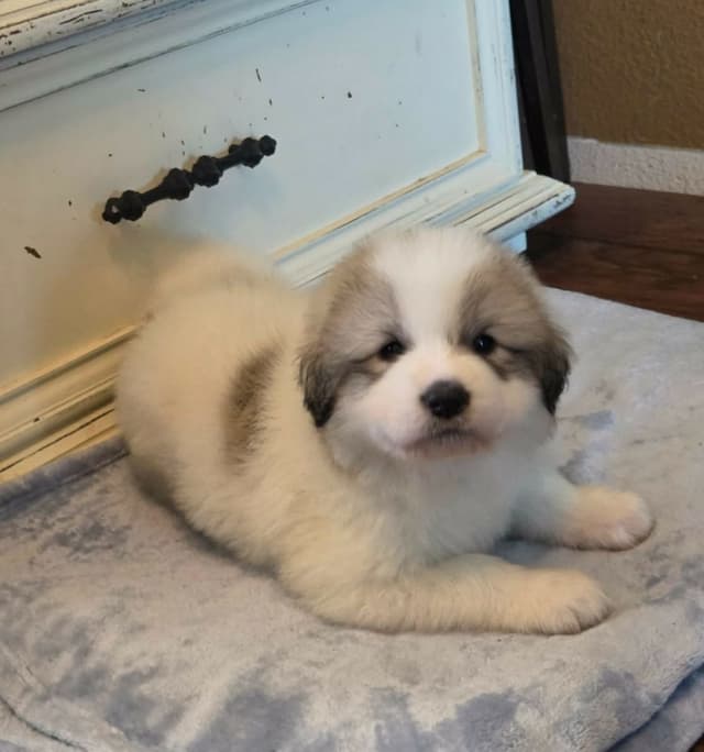 Great Pyrenees Puppies champion  lines media 20