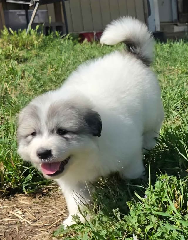 Great Pyrenees Puppies champion  lines media 21