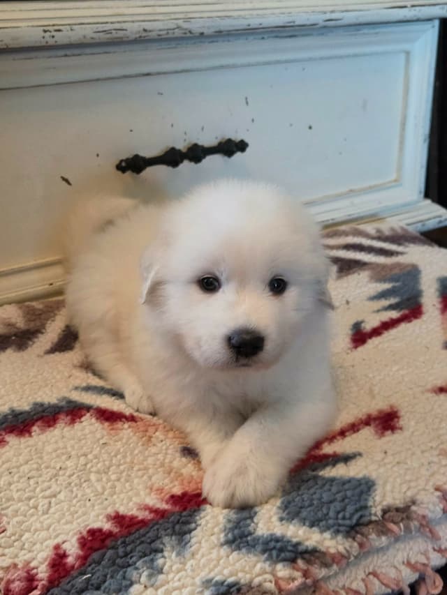 Great Pyrenees Puppies champion  lines media 22