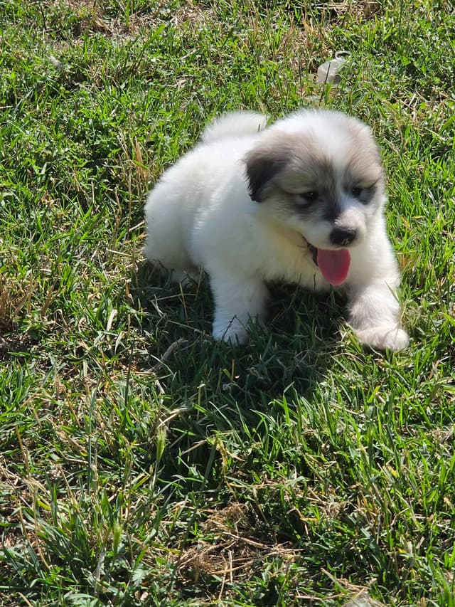 Great Pyrenees Puppies champion  lines media 23