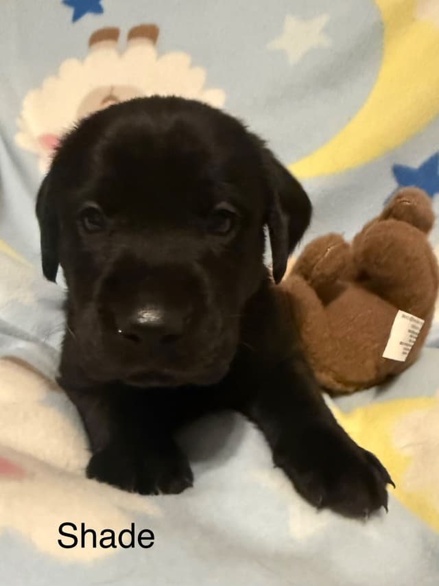Labrador Retriever Puppies media 2