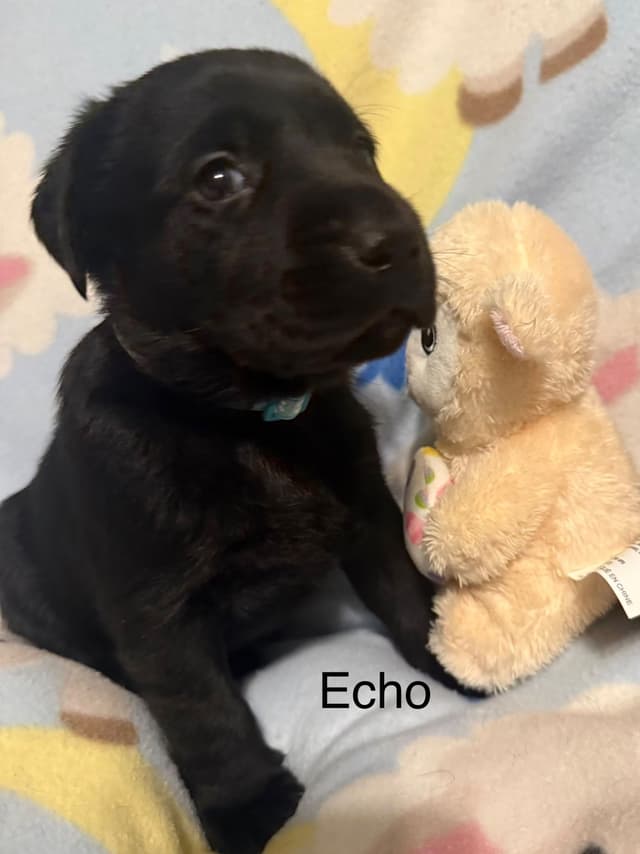 Labrador Retriever Puppies media 3