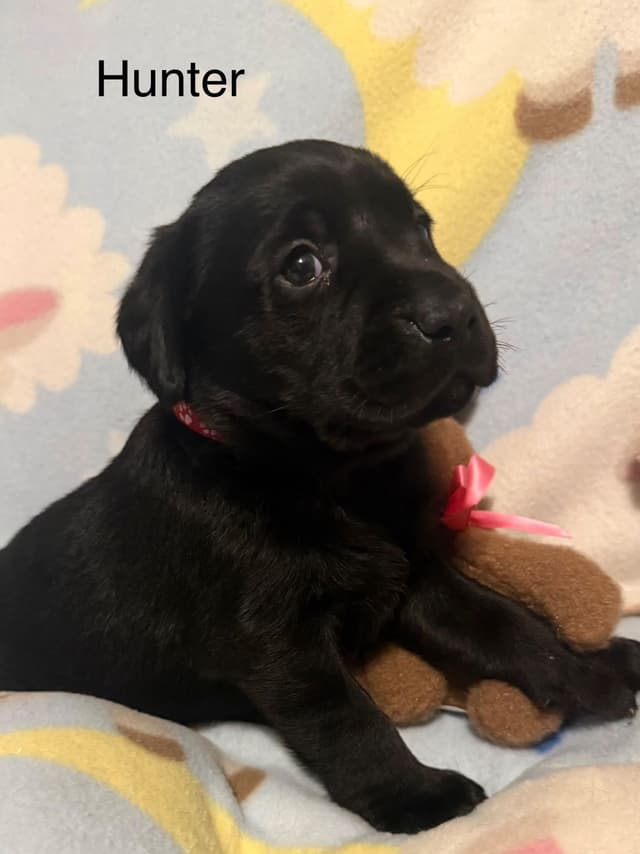 Labrador Retriever Puppies media 4