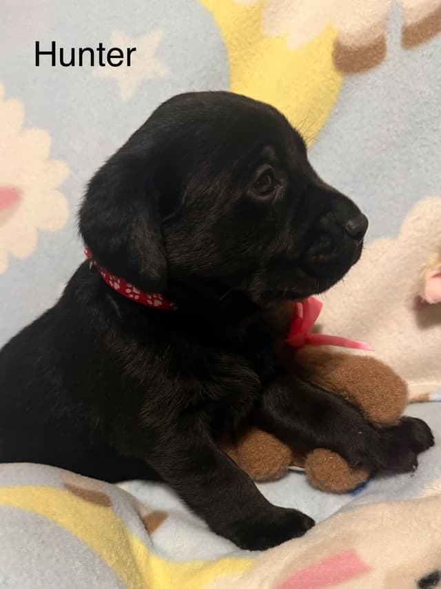 Labrador Retriever Puppies media 5