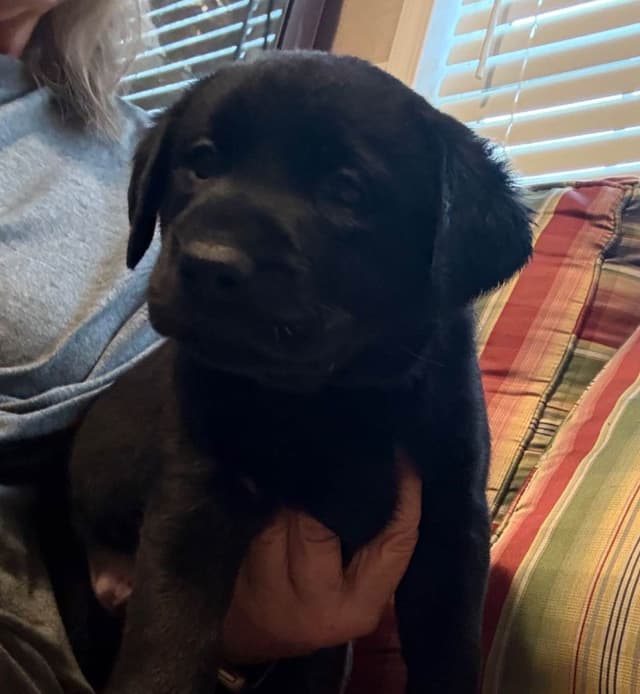 Labrador Retriever Puppies media 6