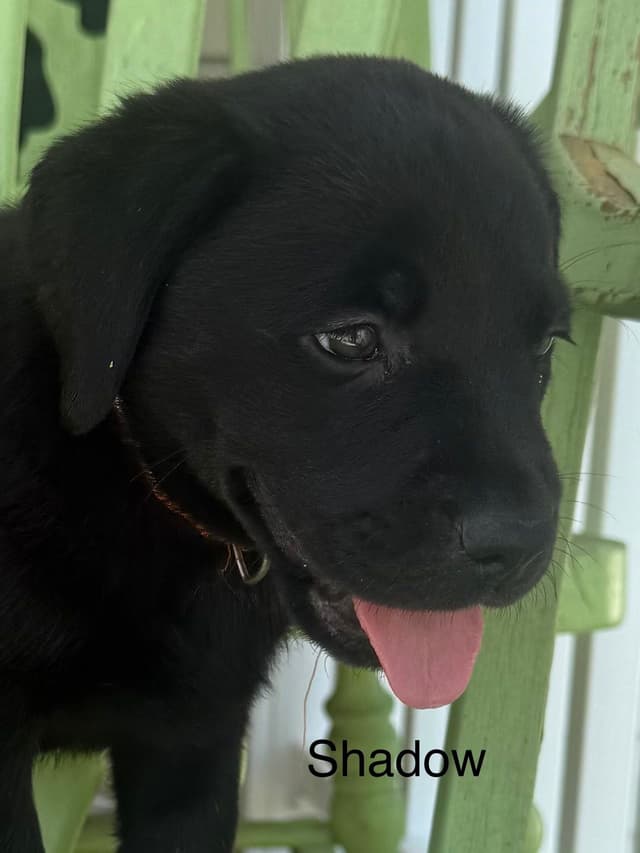 Labrador Retriever Puppies media 7