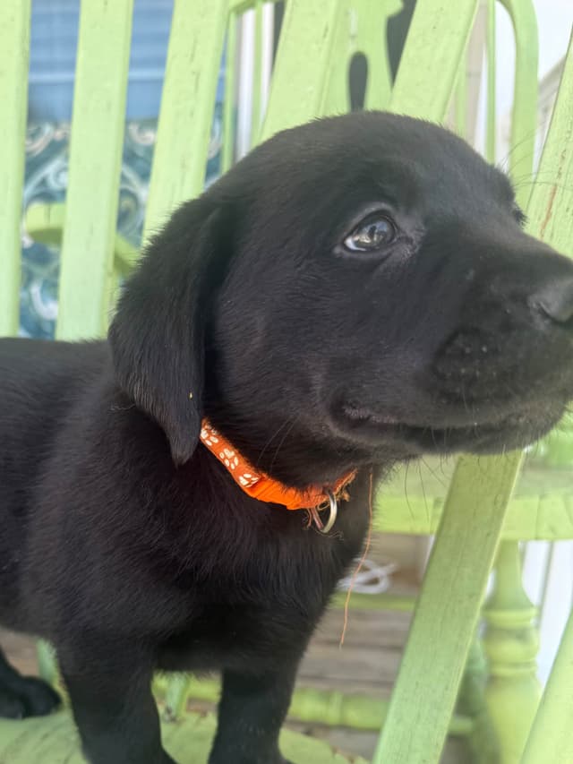Labrador Retriever Puppies media 10