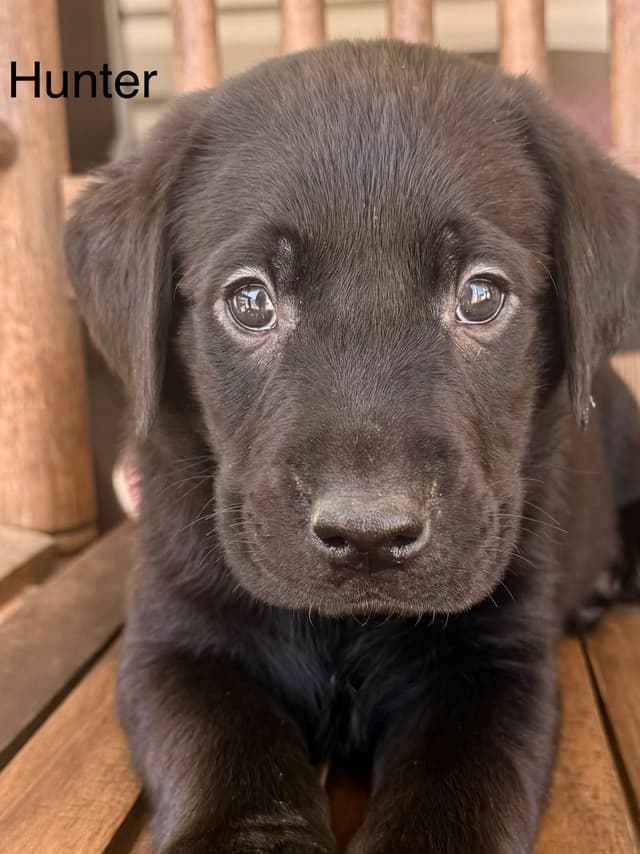 Labrador Retriever Puppies media 11