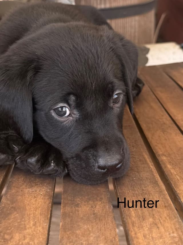 Labrador Retriever Puppies media 12