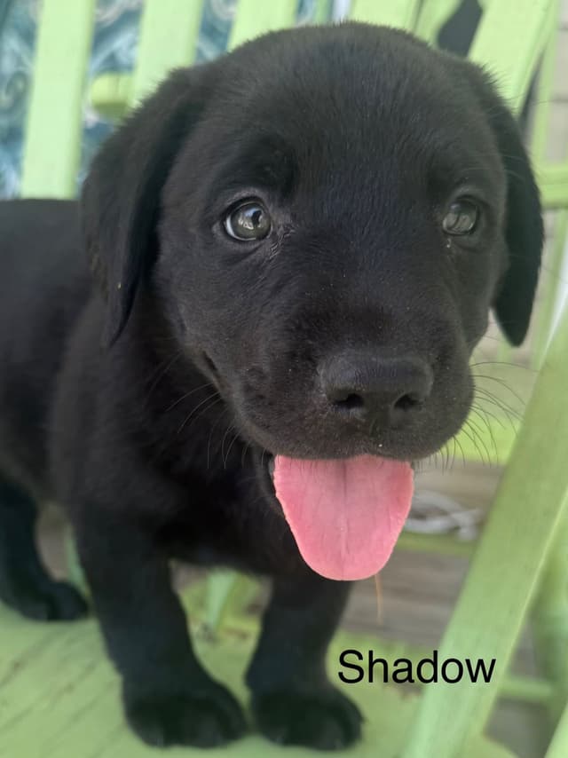 Labrador Retriever Puppies media 13