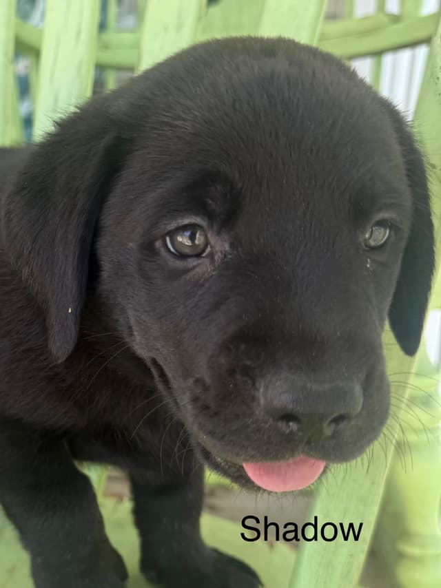 Labrador Retriever Puppies media 14