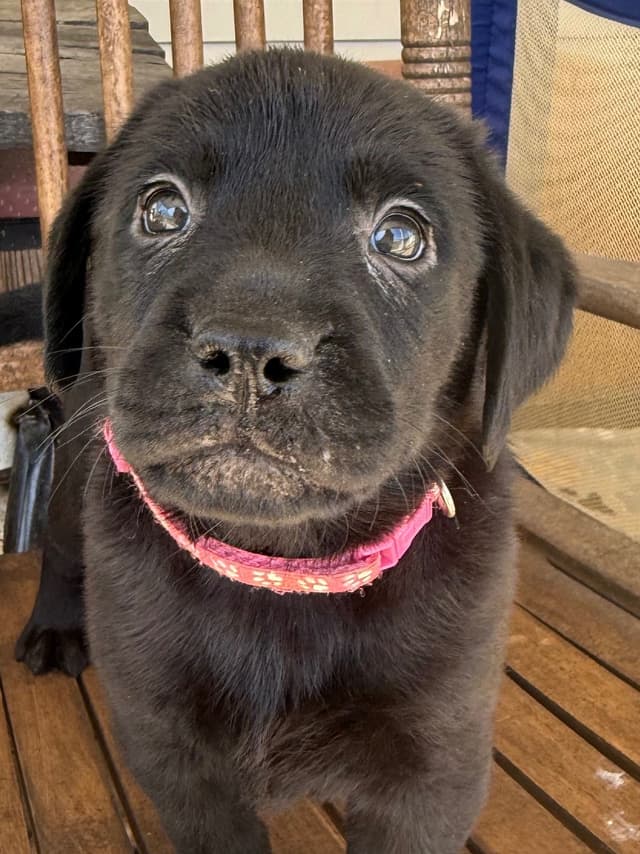 Labrador Retriever Puppies media 16