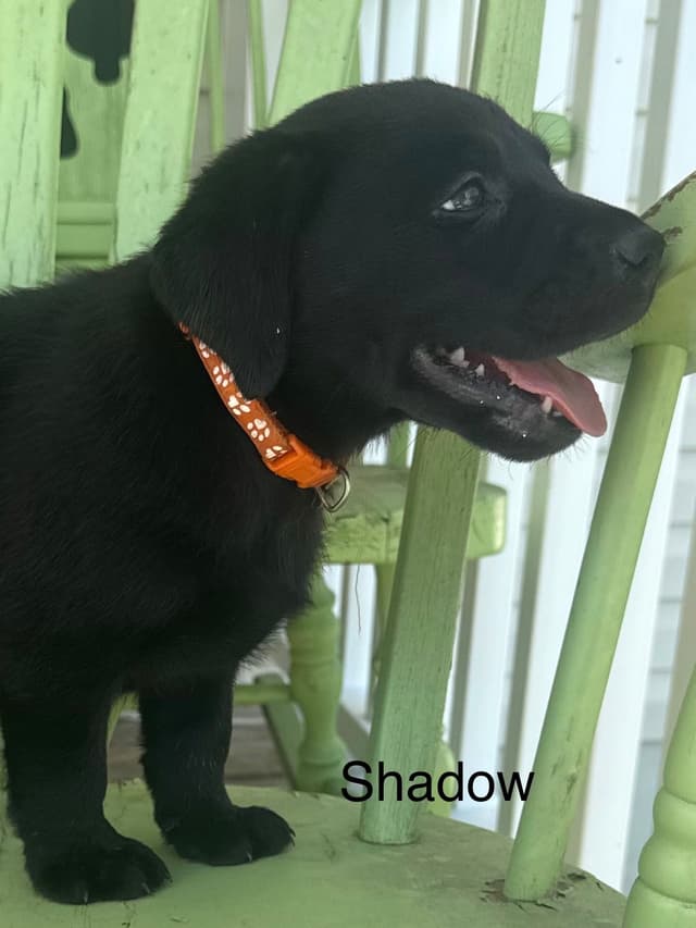 Labrador Retriever Puppies media 17