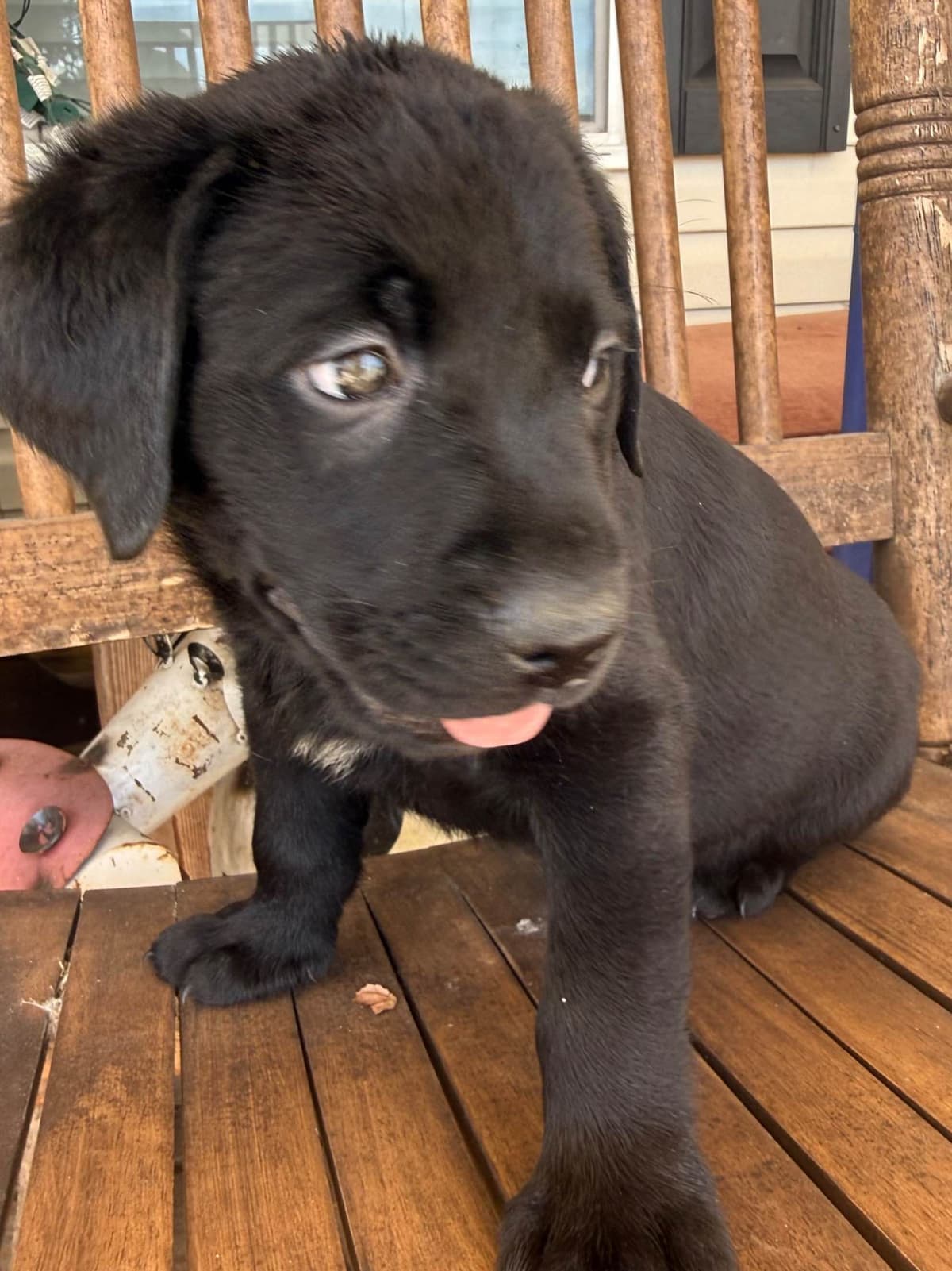 Labrador Retriever Puppies breeder image 1