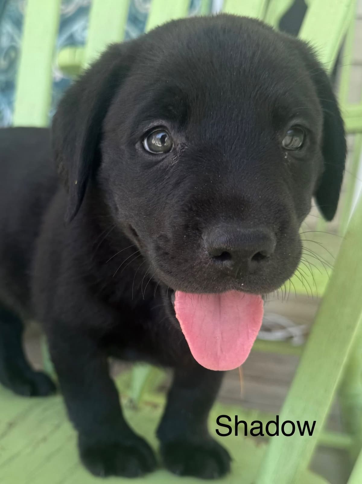 Labrador Retriever Puppies breeder image 3