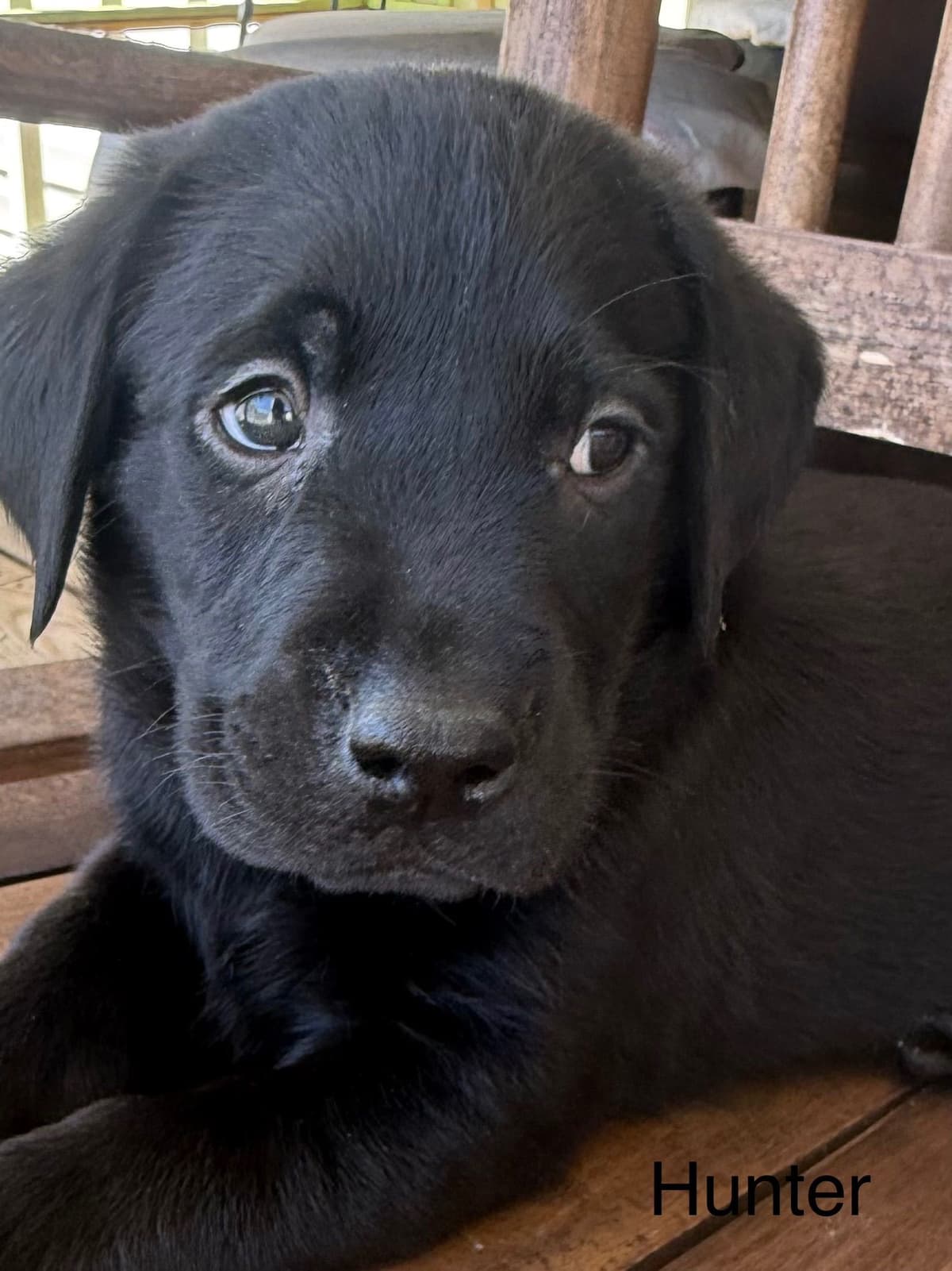 Labrador Retriever Puppies breeder image 4
