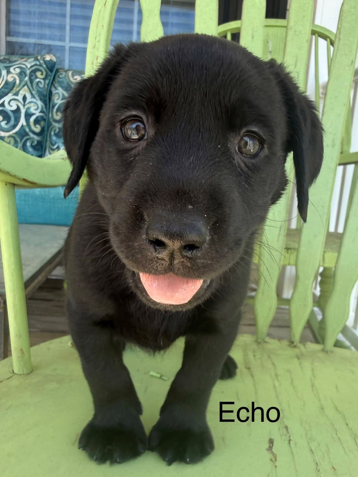 Labrador Retriever Puppies breeder image 5