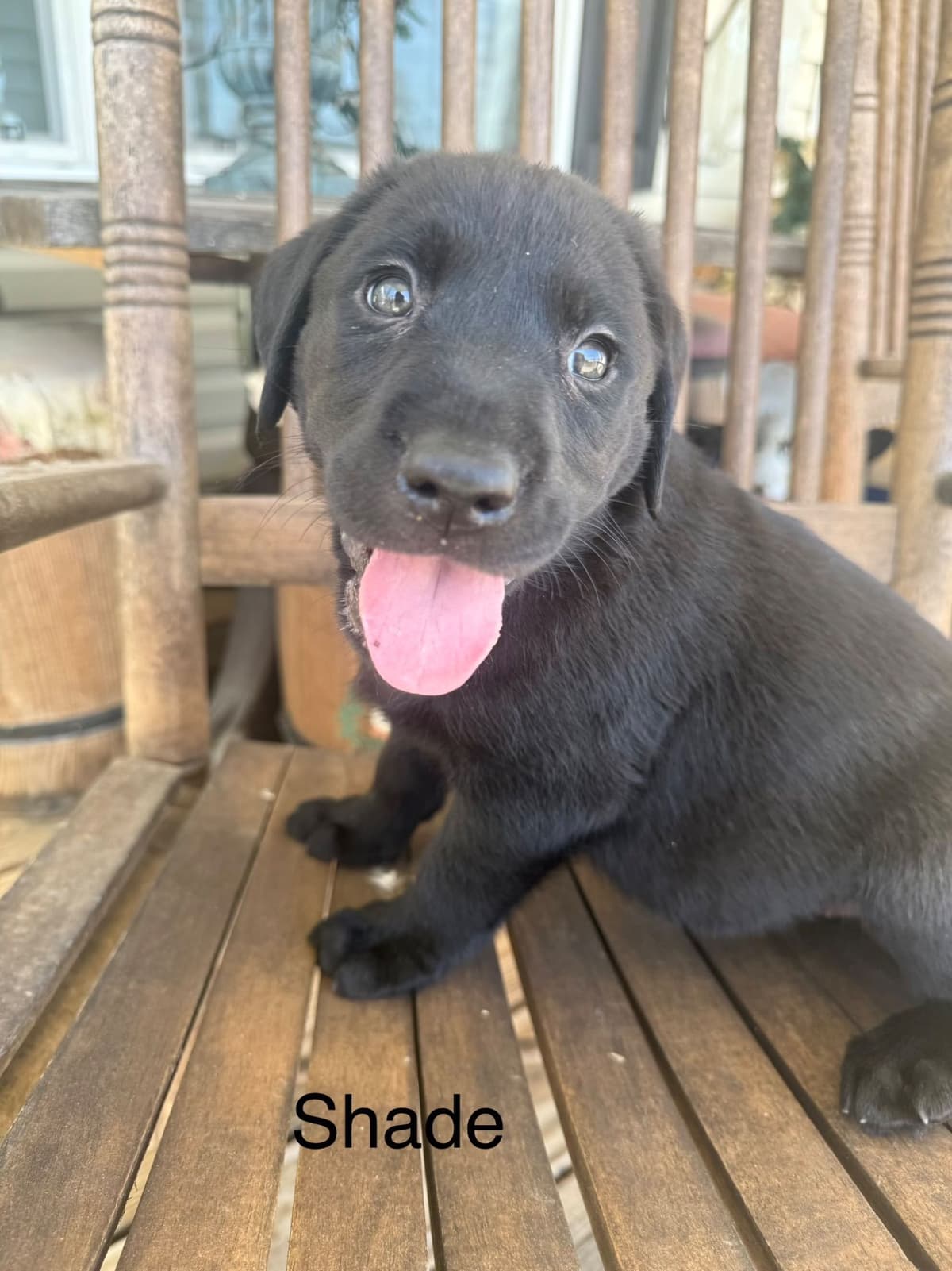 Labrador Retriever Puppies breeder image 6