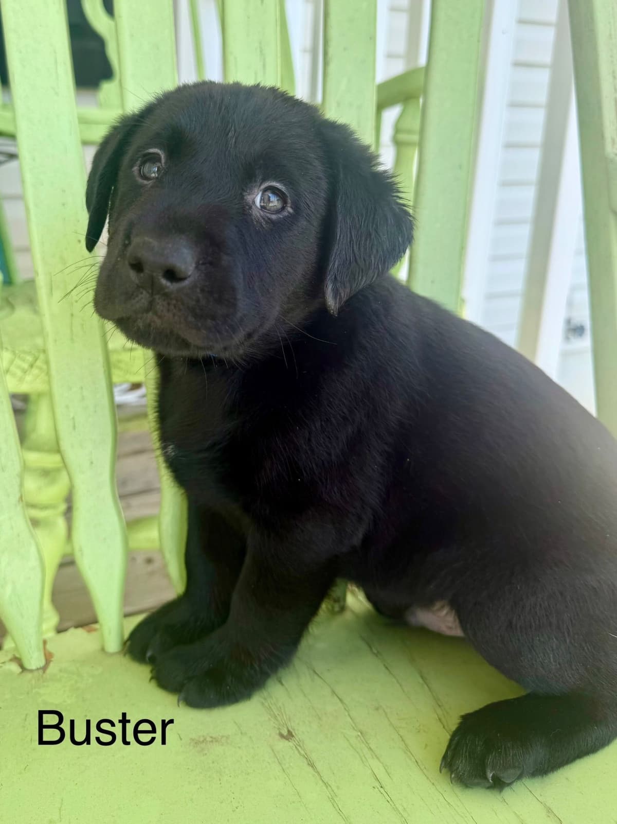 Labrador Retriever Puppies breeder image 7