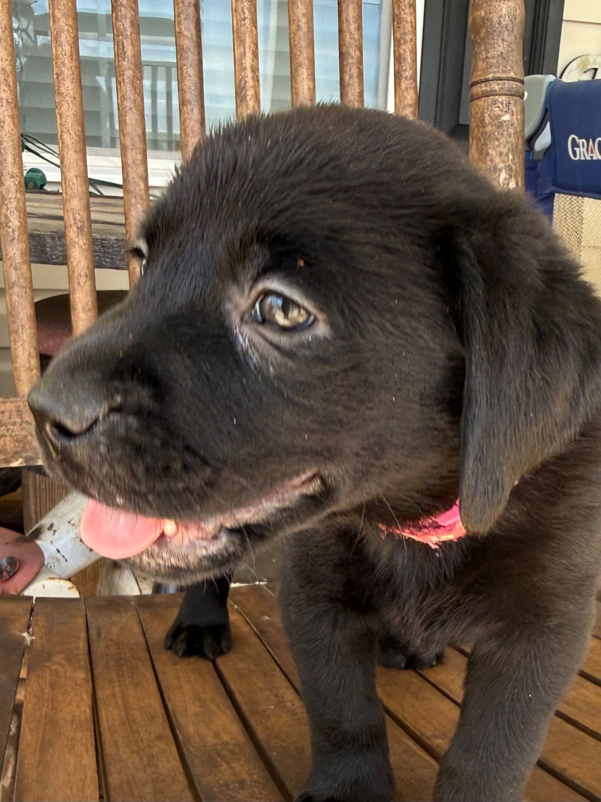 Labrador Retriever Puppies breeder image 8