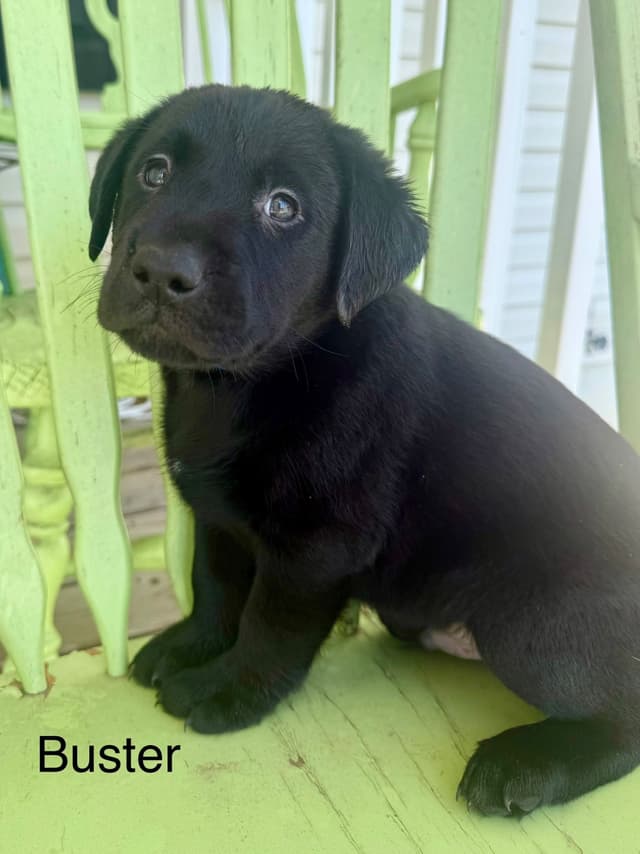 Labrador Retriever Puppies media 19