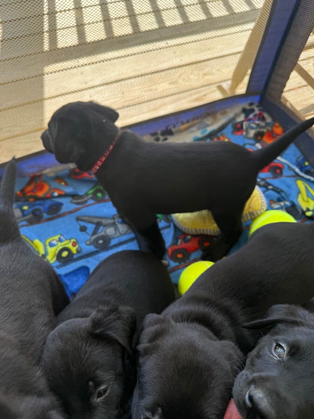 Labrador Retriever Puppies media 20