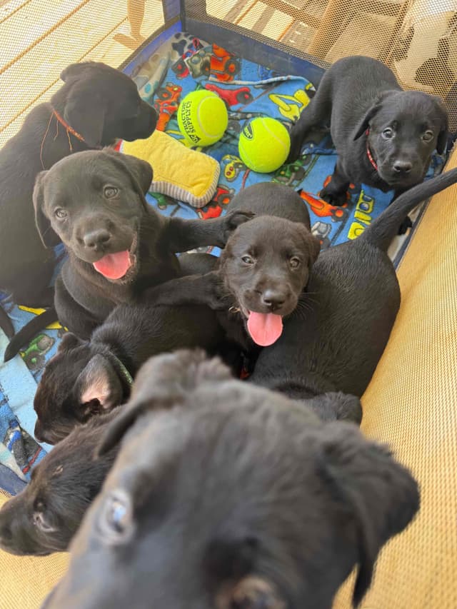 Labrador Retriever Puppies media 21