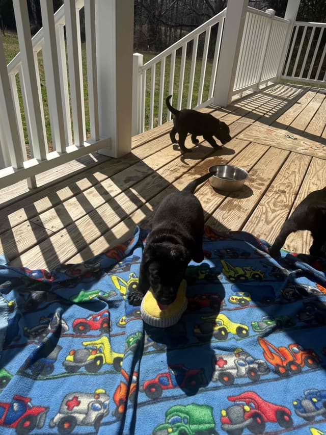Labrador Retriever Puppies media 22