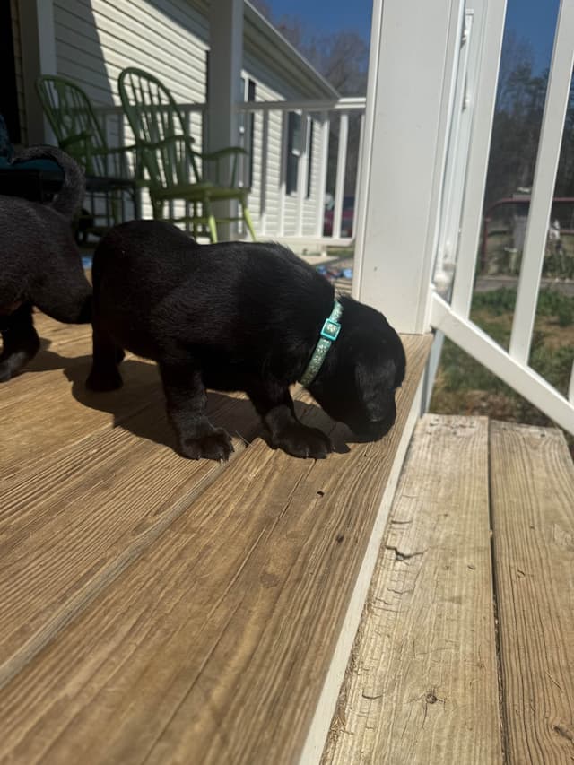 Labrador Retriever Puppies media 23