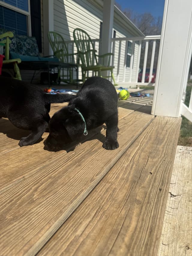 Labrador Retriever Puppies media 24
