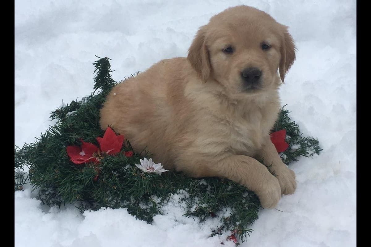 Smith's Golden Retrievers breeder image 4