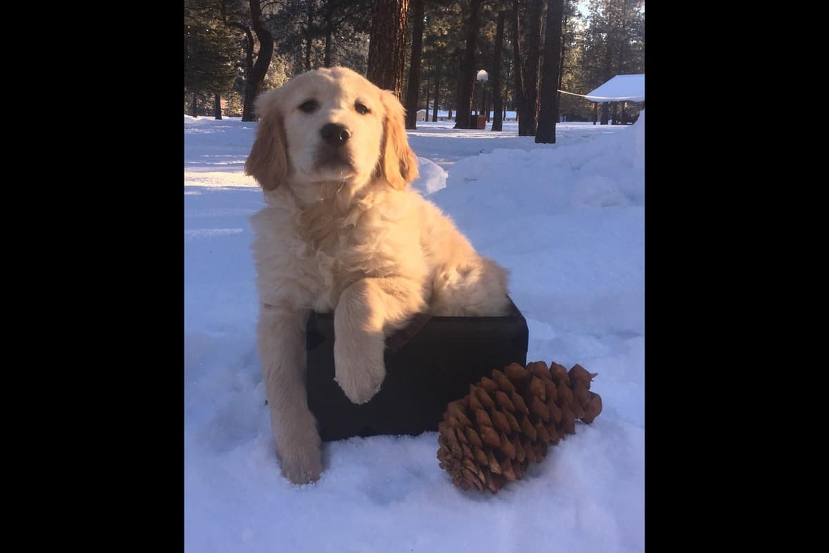 Smith's Golden Retrievers breeder image 2
