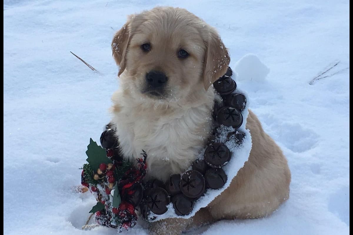 Smith's Golden Retrievers breeder image 1