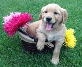 Smith's Golden Retrievers breeder image 5