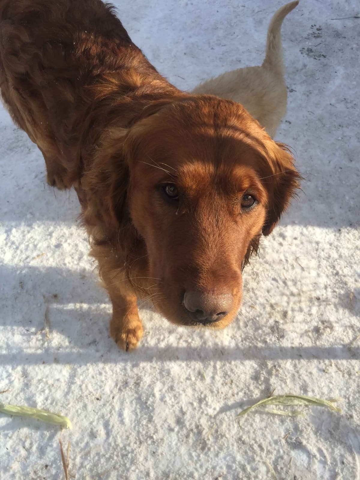 Smith's Golden Retrievers breeder image 6
