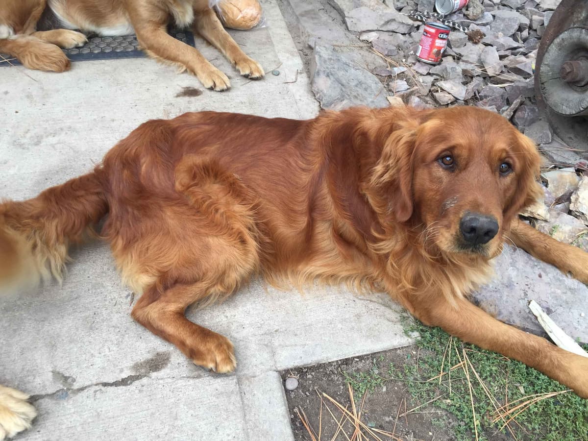 Smith's Golden Retrievers breeder image 7