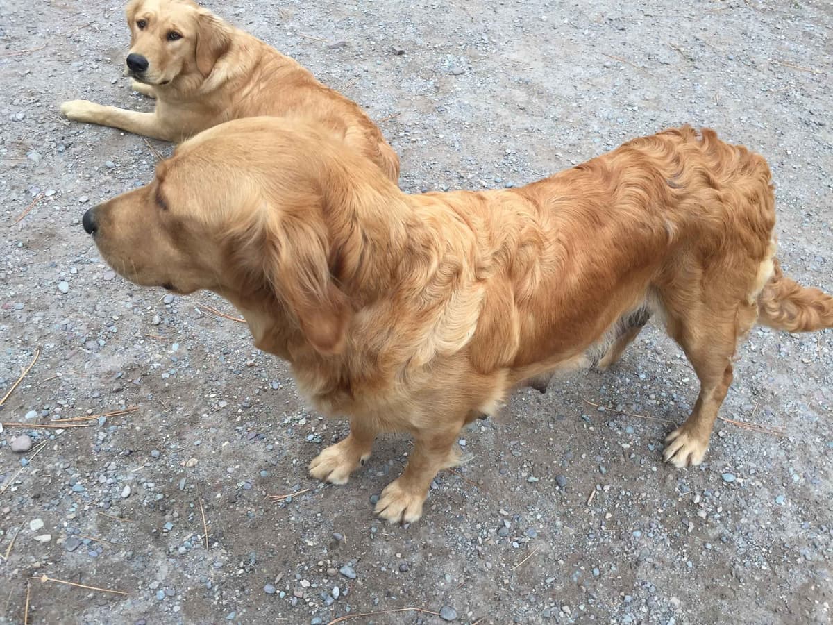 Smith's Golden Retrievers breeder image 8