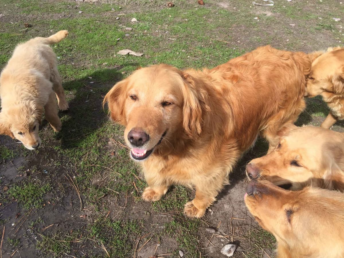 Smith's Golden Retrievers breeder image 9