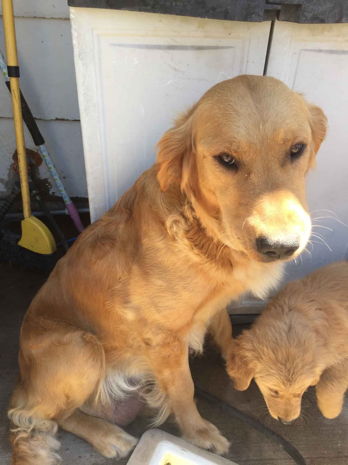 Smith's Golden Retrievers breeder image 10