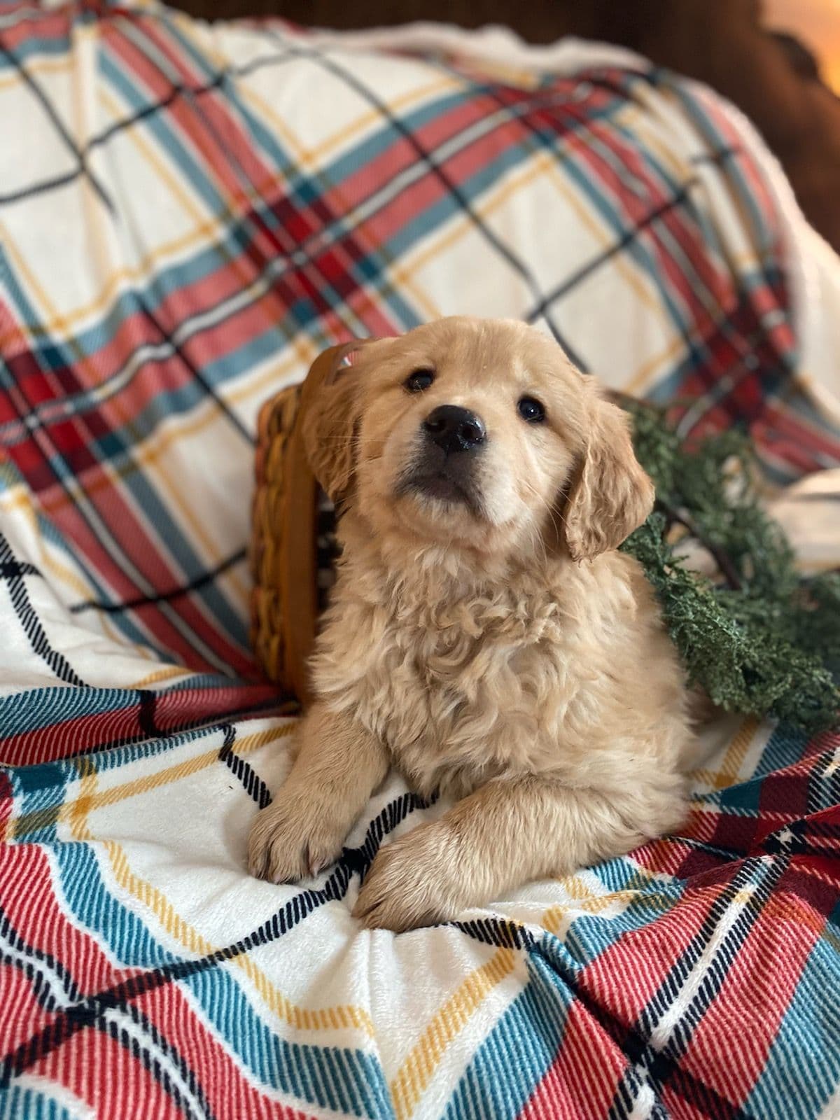 Smith's Golden Retrievers breeder image 11