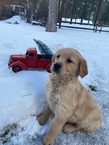 Smith's Golden Retrievers breeder image 12