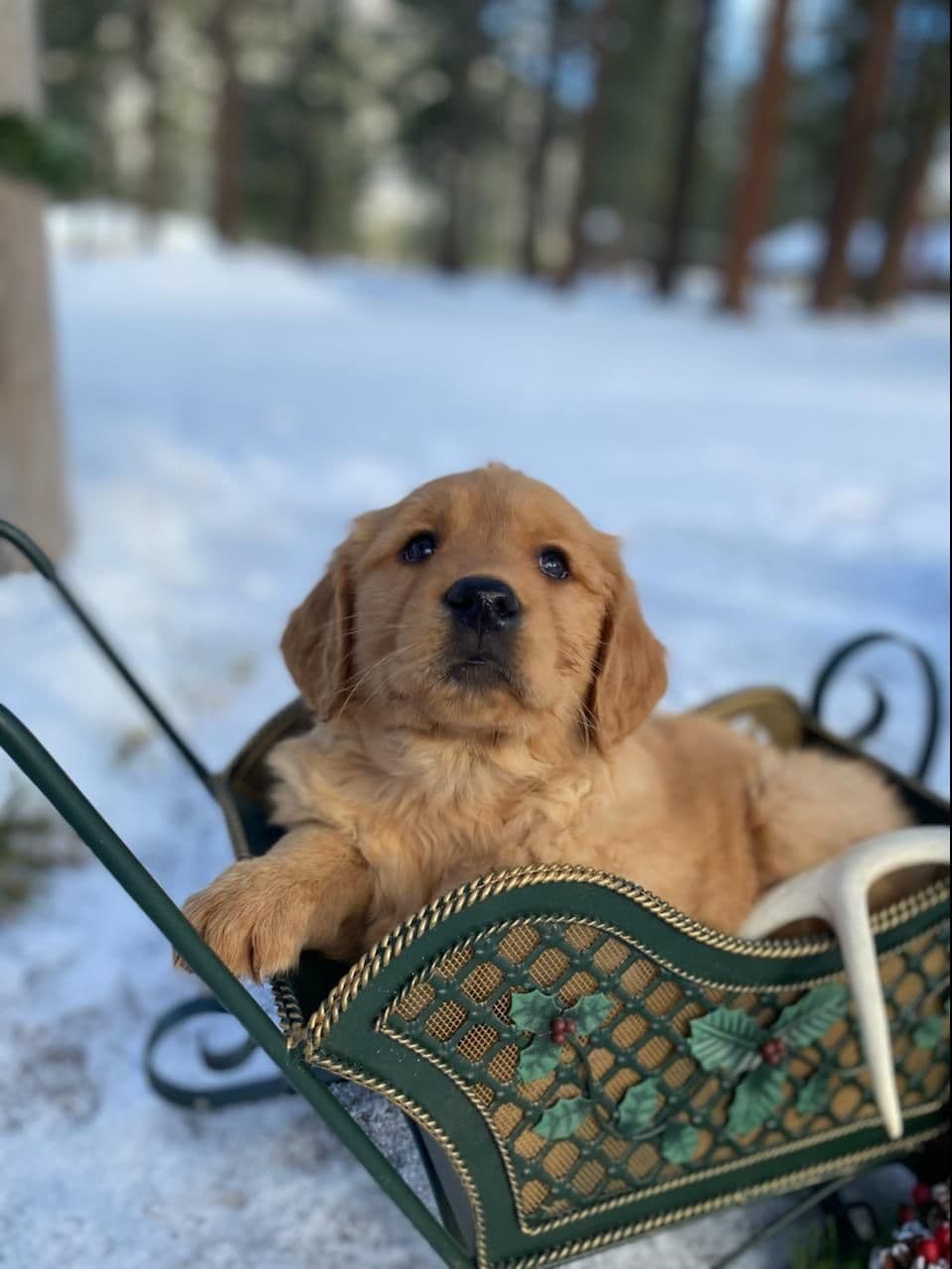 Smith's Golden Retrievers breeder image 13