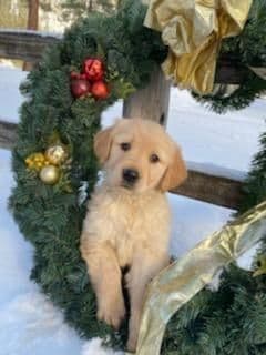 Smith's Golden Retrievers breeder image 14