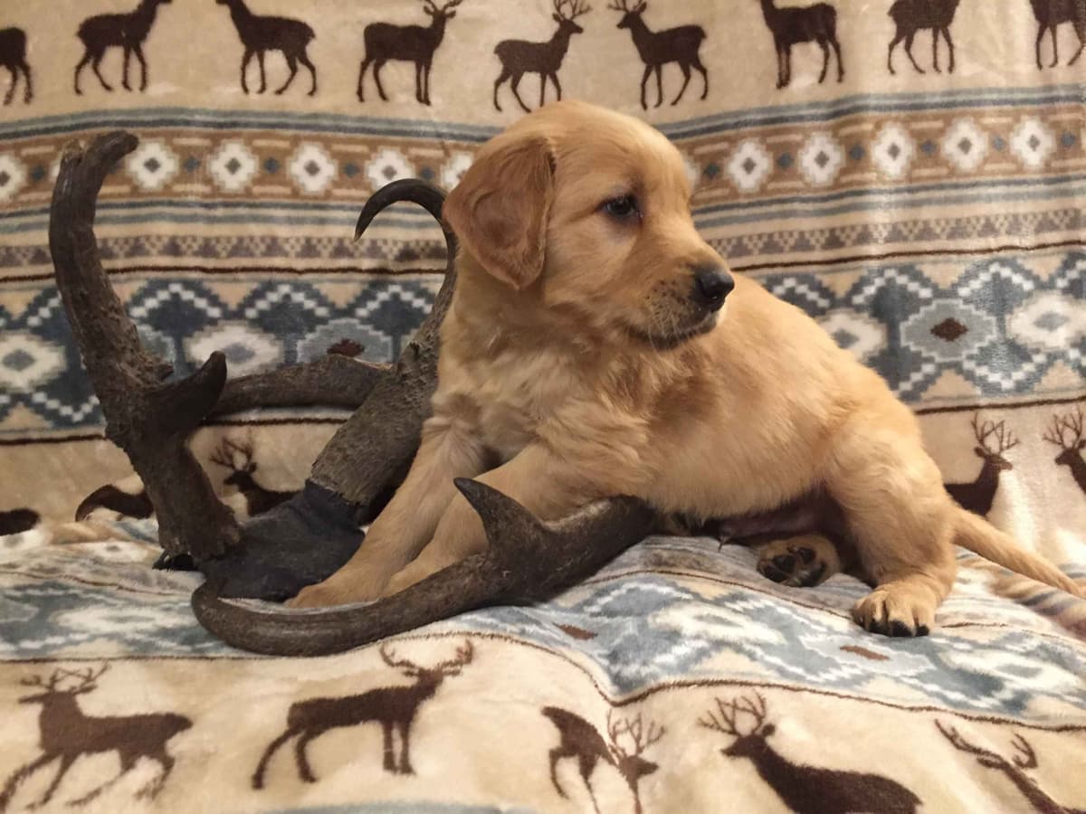 Smith's Golden Retrievers breeder image 15