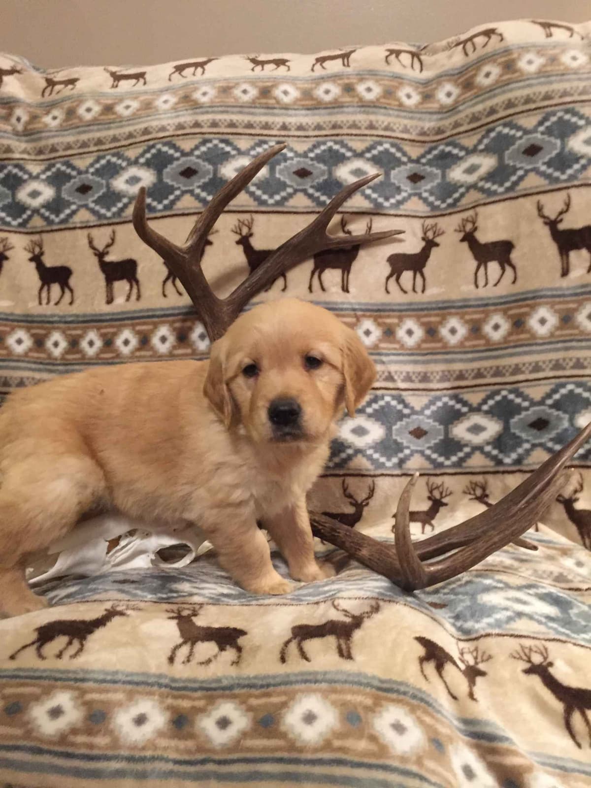 Smith's Golden Retrievers breeder image 16