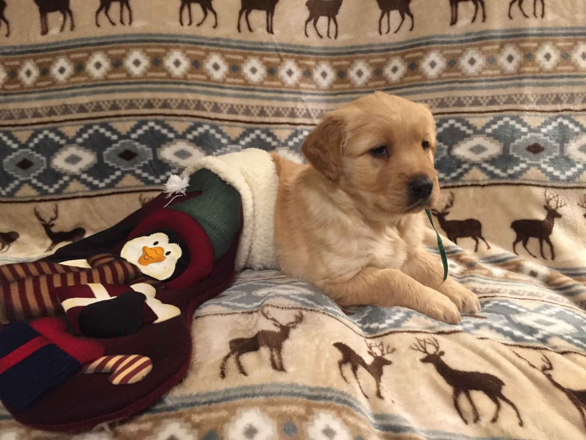 Smith's Golden Retrievers breeder image 17