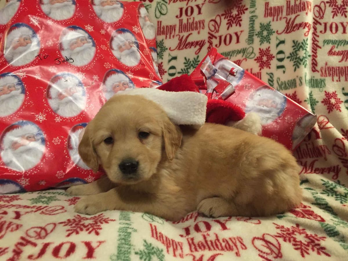 Smith's Golden Retrievers breeder image 18
