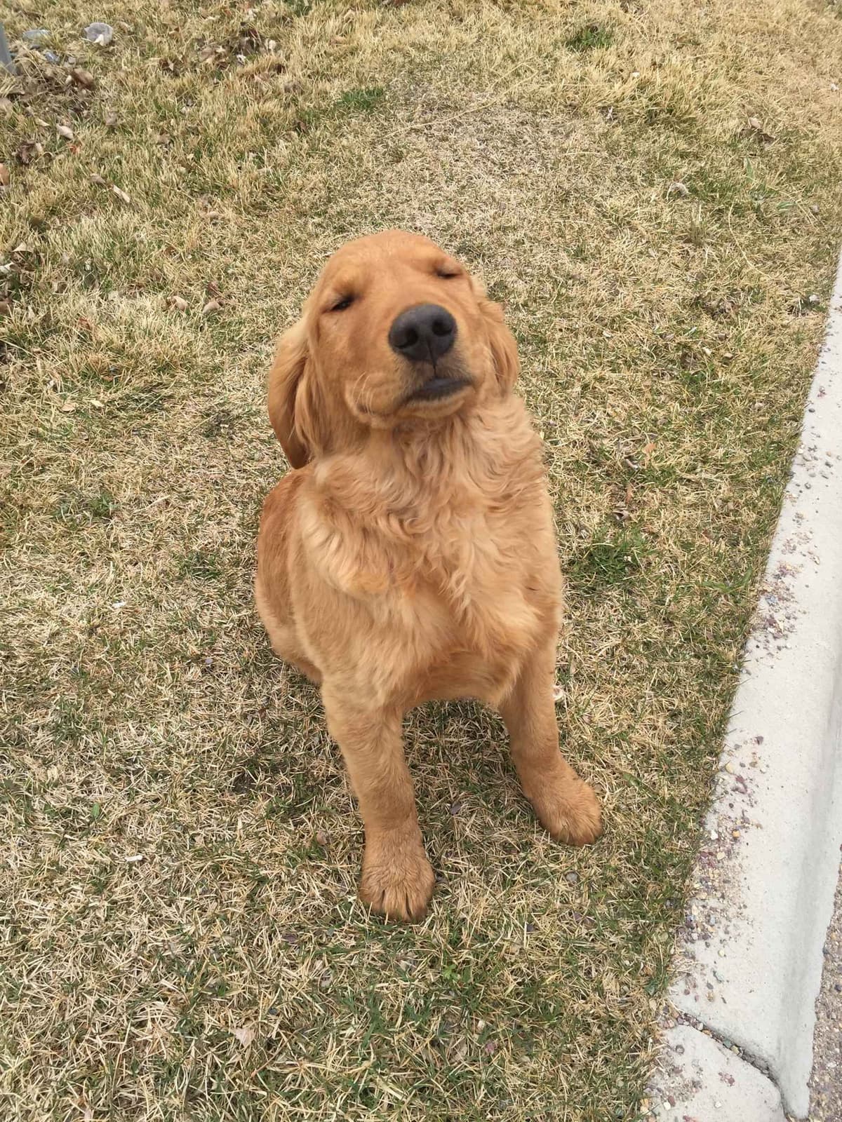 Smith's Golden Retrievers breeder image 19