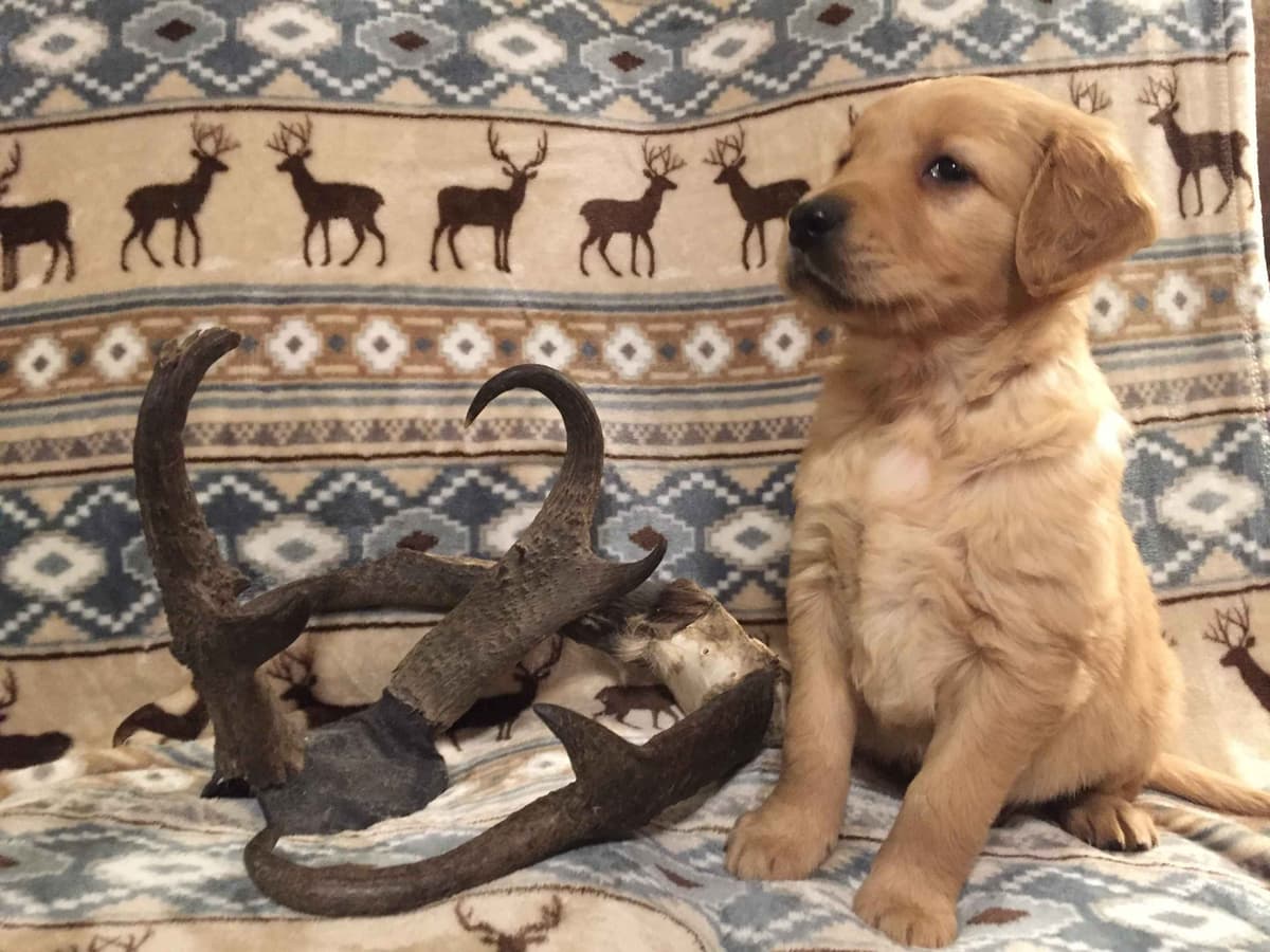 Smith's Golden Retrievers breeder image 20