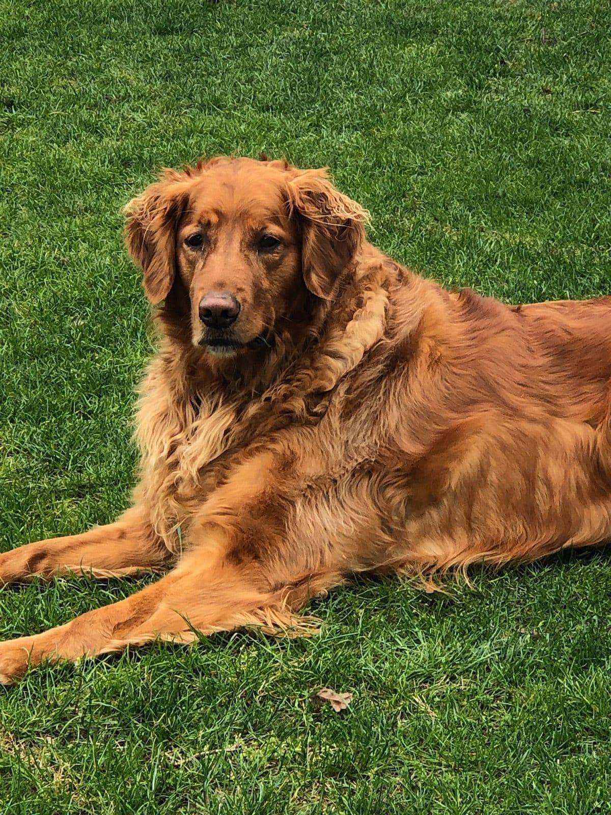 Smith's Golden Retrievers breeder image 21